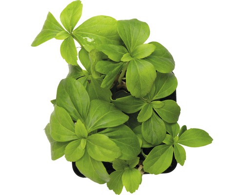 Europäischer Quellersalat im Topf