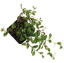 Pervenche à petites feuilles blanc FloraSelf Vinca minor 'Alba' h 5-7 cm pot Ø 9 cm (360 pièces) 1 demi-palette-thumb-2