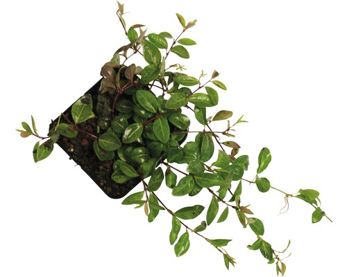 Kriechende Myrte Pflanze im Topf