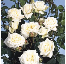 Rosier grimpant dans les variétés H 60-80 cm Co 5 L blanc, crème