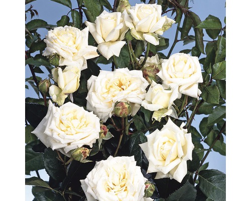 Rosier buisson blanc avec feuilles vertes