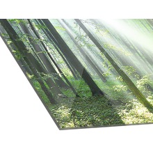 Image sur verre acrylique avec motif de forêt et lumière du soleil
