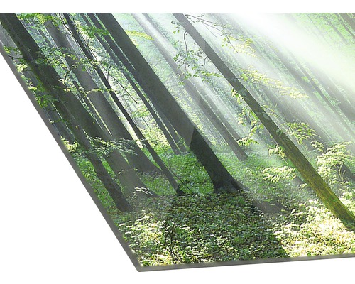 Image sur verre acrylique avec motif de forêt et lumière du soleil