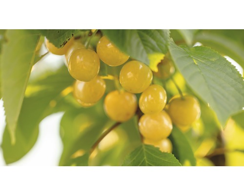 Bio Gelbe Süßkirsche FloraSelf Bio Prunus avium 'Dönissens Gelbe Knorpelkirsche' Stammhöhe ca. 60 cm Gesamthöhe 130-150 cm Co 7,5 L Busch Gelbe Kirschen am Baum mit Blättern