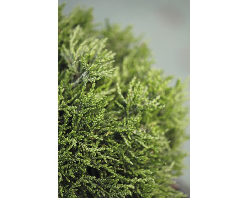 Zwerg Scheinzypresse Botanico Chamaecyparis lawsoniana ‘Green Globe’ H 20-25 cm Co 3,7 L