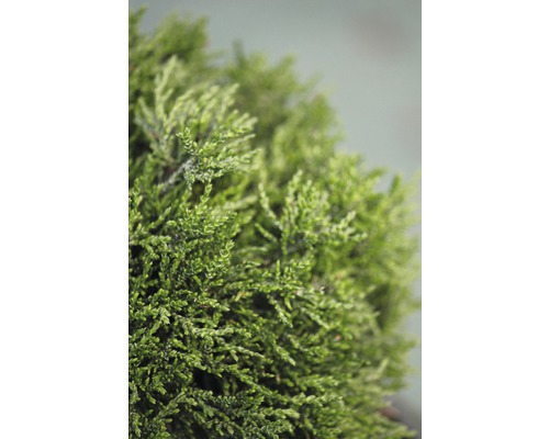 Faux cyprès nain Botanico Chamaecyparis lawsoniana 'Green Globe' H 20-25 cm Co 3,7 l