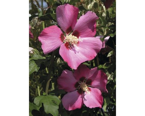 Garteneibisch Halbstamm FloraSelf Hibiscus syriacus 'Woodbridge' Stamm ca. 40 cm gesamt H 60-80 cm Co 6 L