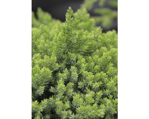 Genévrier rampant Botanico Juniperus procumbens 'Nana' H 30-40 cm Co 3,7 l