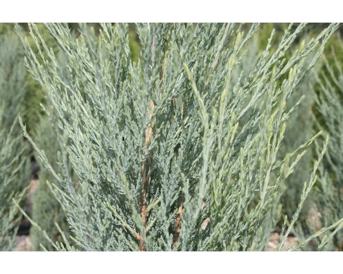 Genévrier de Virginie Juniperus scopulorum 'Blue Arrow' H 40-50 cm Co 3,7 l