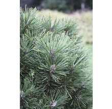 Pin des montagnes Botanico Pinus mugo 'Gnom' H 25-30 cm Co 3,7 l