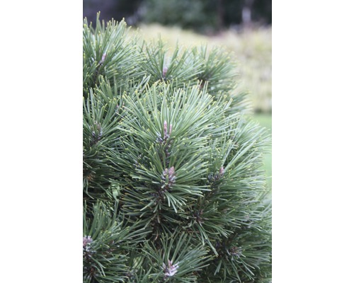 Pin des montagnes Botanico Pinus mugo 'Gnom' H 25-30 cm Co 3,7 l