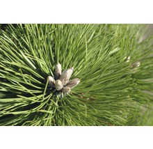 Schwarzkiefer Botanico Pinus nigra 'Hornibrookiana' H 50-60 cm Co 15 L-thumb-0
