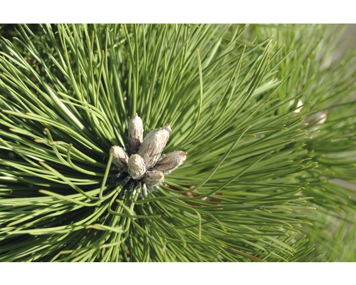 Schwarzkiefer Botanico Pinus nigra 'Hornibrookiana' H 50-60 cm Co 15 L-0
