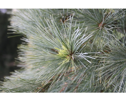 Weymouthskiefer Botanico Pinus strobus 'Radiata' H 40-50 cm Co 10 L
