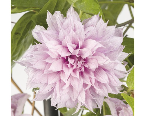 Großblumige Waldrebe Clematis Hybride 'Multi Pink' H 50-70 cm Co 2,3 L-0