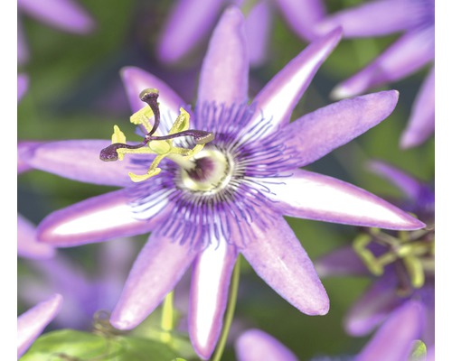 Fleur de la passion Passiflora 'Améthyste' H 70-75 cm Co 2,3 L