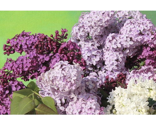 Edelflieder ForaSelf Syringa vulgaris H 60-80 cm Co 10 L versch. Sorten/Farben Nahaufnahme eines Fliederstraußes