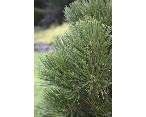 Pin de Bosnie Botanico Pinus leucodermis 'Malinki' H 25-30 cm Co 3,7 L