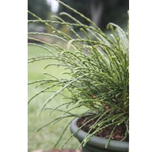 Zwerg-Lebensbaum Botanico Thuja plicata 'Whipcord' H 25-30 cm Co 3,7 L-thumb-0