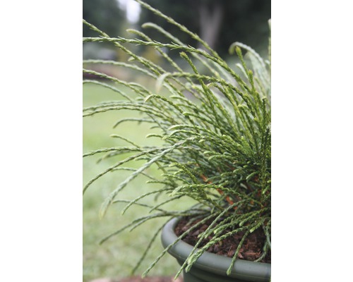 Thuya nain Botanico Thuja plicata 'Whipcord' H 25-30 cm Co 3,7 l