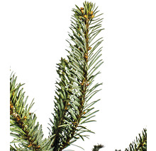 Sapin Nordmann sur croix en bois h 120-130 cm, sapin de Noël coupé issu d'une production durable