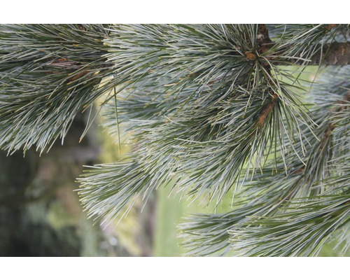 Blaue Zirbelkiefer Botanico Pinus cembra 'Glauca' H 50-60 cm Co 10 L
