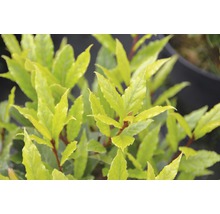 Laurier, laurier sauce FloraSelf Laurus nobilis H 125-150 cm pot 10 l