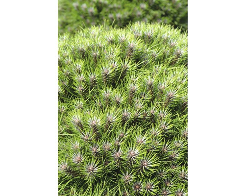 Pin noir nain Botanico Pinus nigra 'Marie Bregeon' H 40-50 cm Co 10 l