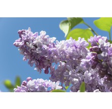 Lilas commun FloraSelf Syringa vulgaris 'Beauty of Moscow' H 60-80 cm Co 10 l-thumb-0