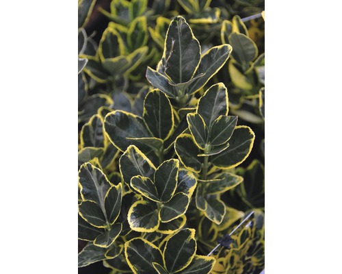 Fusain persistant avec feuilles