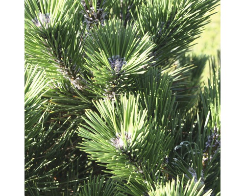japanische Schwarzkiefer Botanico Pinus thunbergii 'Thunderhead' H 50-60 cm Co 10 L