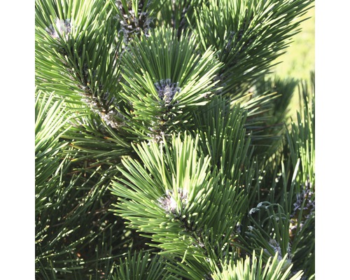 Pin noir du Japon Botanico Pinus thunbergii 'Thunderhead' H 50-60 cm Co 10 l Gros plan d''aiguilles de pin