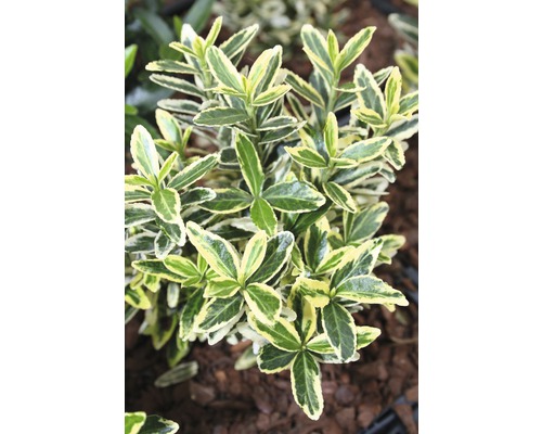 Fusain persistant avec des feuilles vert et jaune