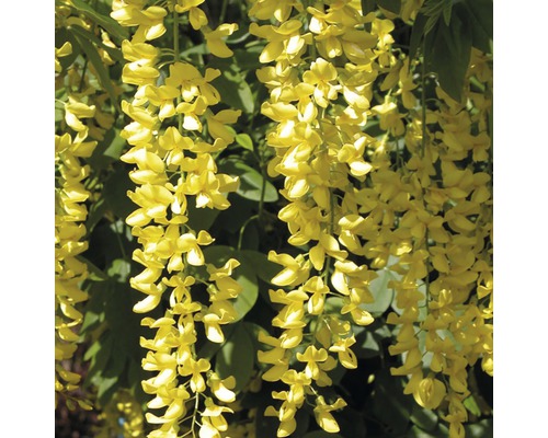 Edel-Goldregen FloraSelf Laburnum watereri 'Vossii' Stamm 125 cm Ge­samt­hö­he ca. 150 cm cm Co 18 L