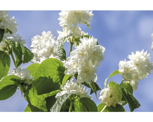 Gartenjasmin, Pfeifenstrauch FloraSelf Philadelphus 'Minnesota Snowflake' H 100-125 cm Co 15 L