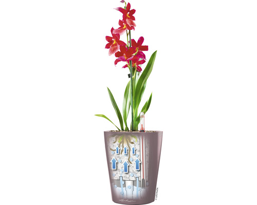 Orchidée en pot avec système d''irrigation