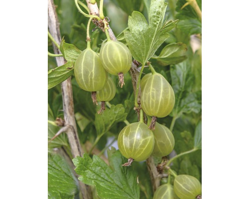 Groseillier à maquereaux vert Hof:fruit Ribes uva-crispa 'Karlin' H 30-40 cm Co 3,4 l
