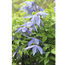 Nahaufnahme von blauen Waldrebenblüten mit grünen Blättern