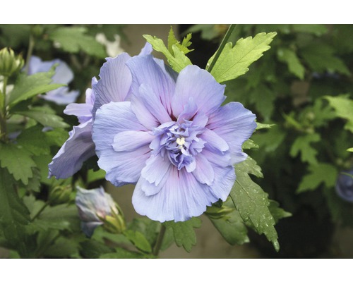 Hibiscus de Syrie FloraSelf Hibiscus syriacus 'Blue Chiffon' h 50-60 cm Co 4,5 l fleurs semi-doubles