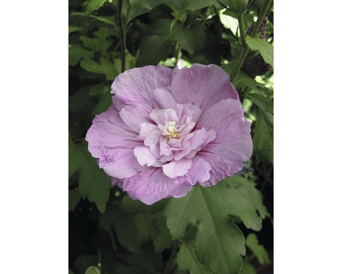 Hibiscus FloraSelf Hibiscus syriacus 'Lavender Chiffon' ® H 50-60 cm Co 4,5 l Gros plan sur une seule fleur d''hibiscus dans le jardin
