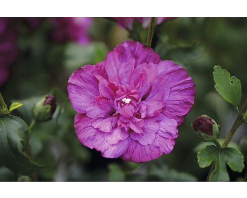 Hibiscus de Syrie FloraSelf Hibiscus syriacus 'Magenta Chiffon' h 50-60 cm Co 4,5 l fleurs semi-doubles