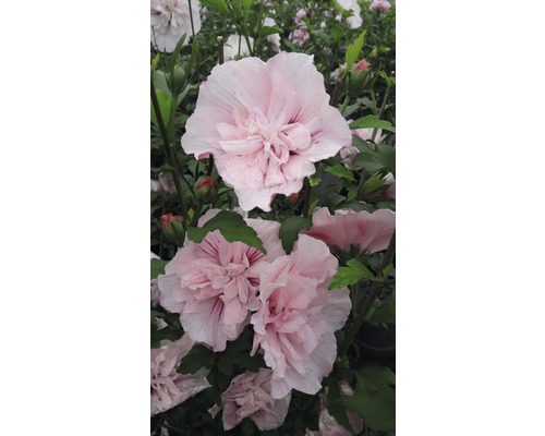 Hibiscus de Syrie FloraSelf Hibiscus syriacus 'Pink Chiffon' h 50-60 cm Co 4,5 l fleurs semi-doubles