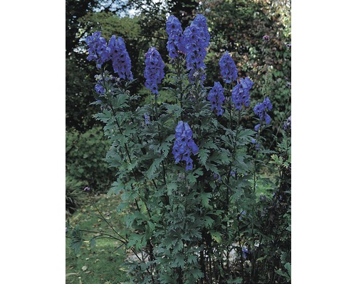 Gartenszene mit blühendem Eisenhut