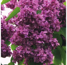 Nahaufnahme einer lila Fliederblüte