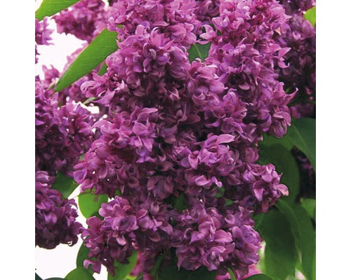 Edelflieder FloraSelf Syringa vulgaris 'Mrs. Edward Harding' H 60-80 cm Co 10 L Nahaufnahme einer lila Fliederblüte