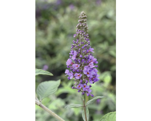 Buddleja FloraSelf Buddleja davidii POQUITO ® Lavender Cupcake ® H env. 40 cm Co 4,5 l