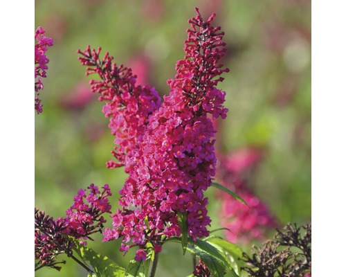 Sommerflieder FloraSelf Buddleja davidii 'Prince Charming' ® H ca. 40 cm Co 4,5 L