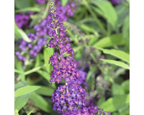 Buddleja FloraSelf Buddleja davidii POQUITO® 'Magenta Munchkin' H env. 40 cm Co 4,5 l