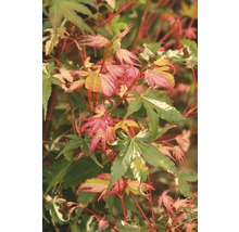 Gros plan sur un érable japonais avec des feuilles rouges et vertes.
