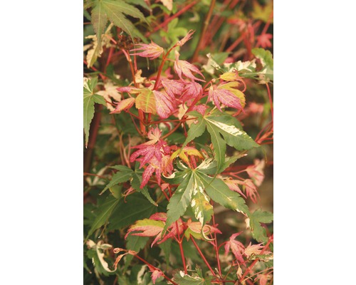 Érable palmé à feuilles multicolores Acer FloraSelf palmatum 'Oridono Nishiki' H 80-100 cm Co 10 l